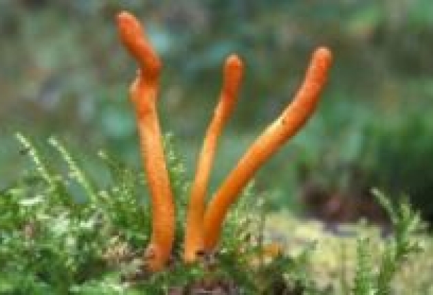 Đông trùng hạ thảo là gì? Công dụng, cách dùng 