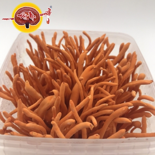 ĐÔNG TRÙNG HẠ THẢO TƯƠI